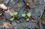 Largeleaf grass of Parnassus